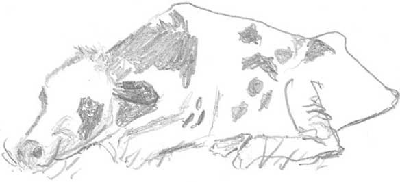 Иллюстрация к книге — Молоко! Самый спорный продукт [i_034.jpg]