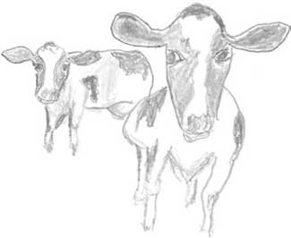 Иллюстрация к книге — Молоко! Самый спорный продукт [i_040.jpg]