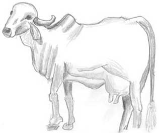 Иллюстрация к книге — Молоко! Самый спорный продукт [i_042.jpg]