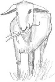 Иллюстрация к книге — Молоко! Самый спорный продукт [i_045.jpg]