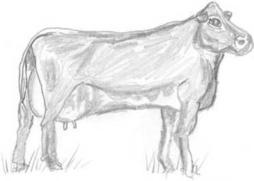 Иллюстрация к книге — Молоко! Самый спорный продукт [i_050.jpg]