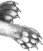 Иллюстрация к книге — День огня [i_023.jpg]