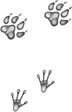 Иллюстрация к книге — День огня [i_037.jpg]