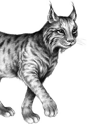 Иллюстрация к книге — День огня [i_062.jpg]