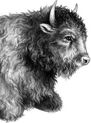 Иллюстрация к книге — День огня [i_071.jpg]