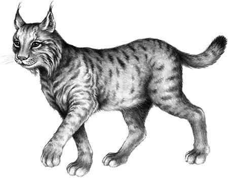 Иллюстрация к книге — День огня [i_121.jpg]