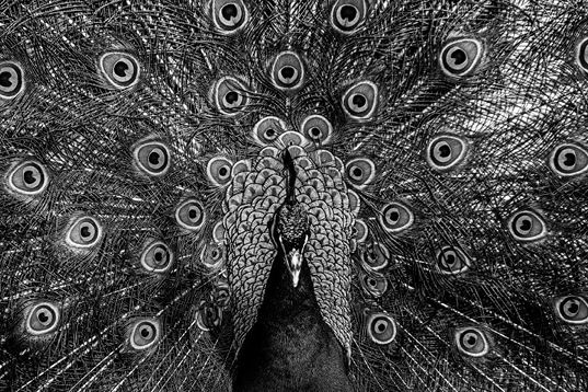 Иллюстрация к книге — Эволюция. От Дарвина до современных теорий [i_002.jpg]