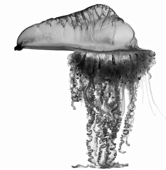 Иллюстрация к книге — Эволюция. От Дарвина до современных теорий [i_015.jpg]