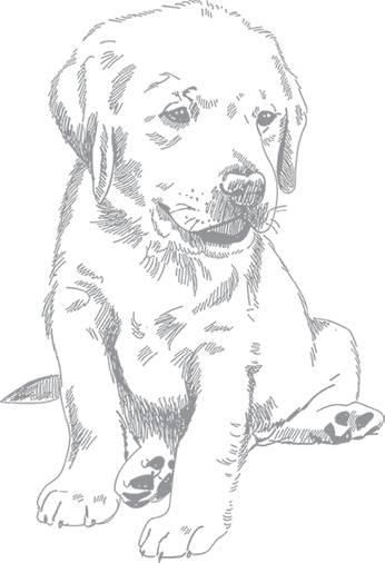 Иллюстрация к книге — Душа собаки. Как и почему ваша собака вас любит [i_003.jpg]