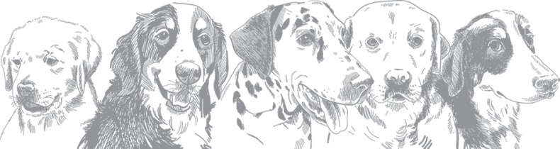 Иллюстрация к книге — Душа собаки. Как и почему ваша собака вас любит [i_005.jpg]