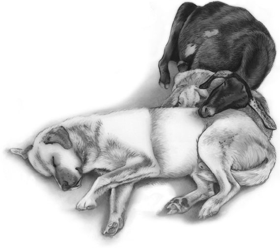 Иллюстрация к книге — Душа собаки. Как и почему ваша собака вас любит [i_017.jpg]