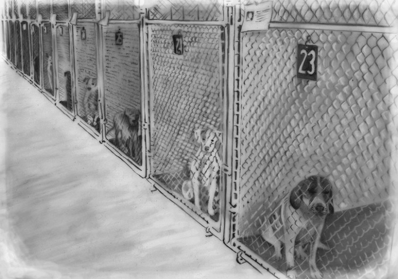 Иллюстрация к книге — Душа собаки. Как и почему ваша собака вас любит [i_020.jpg]