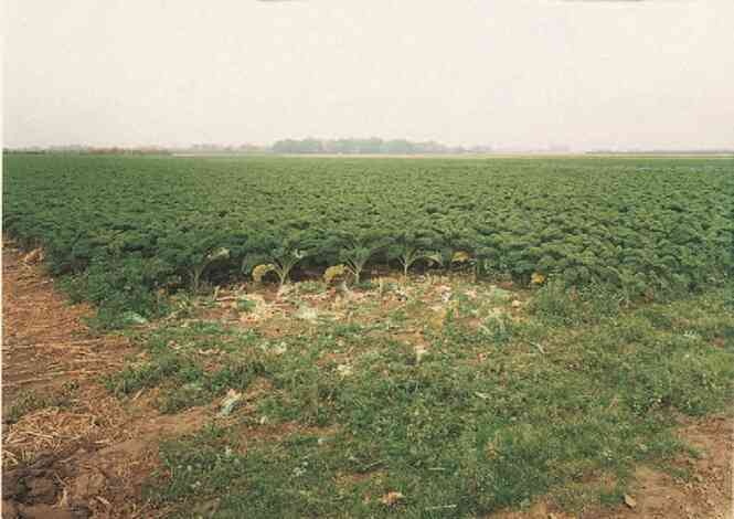 Иллюстрация к книге — Фотография как современное искусство [i_094.jpg]