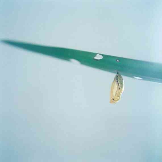 Иллюстрация к книге — Фотография как современное искусство [i_244.jpg]