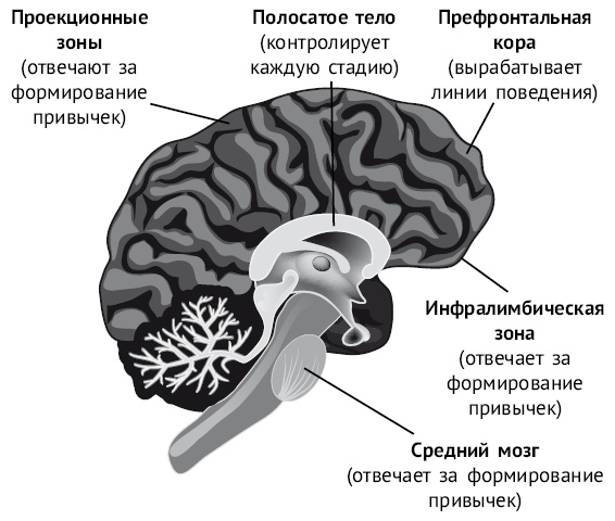 Иллюстрация к книге — Хочу и могу. Как изменить свою личность за 30 дней [i_010.jpg]