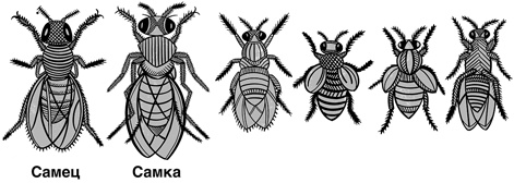 Иллюстрация к книге — 30 Нобелевских премий: Открытия, изменившие медицину [i_011.jpg]