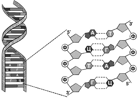 Иллюстрация к книге — 30 Нобелевских премий: Открытия, изменившие медицину [i_014.jpg]