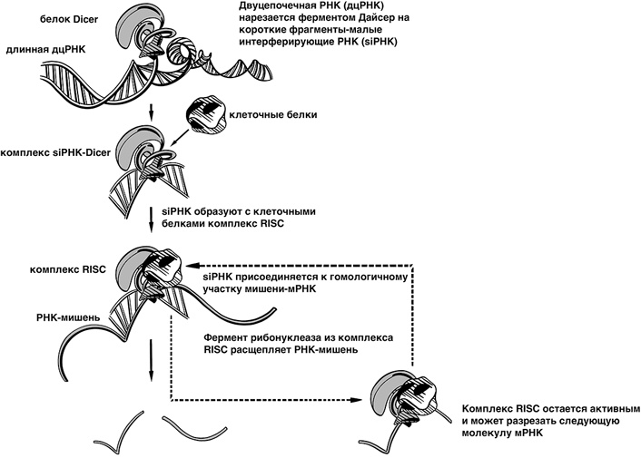 Иллюстрация к книге — 30 Нобелевских премий: Открытия, изменившие медицину [i_028.jpg]