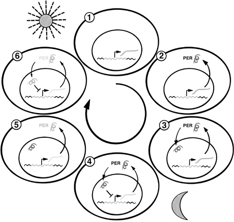 Иллюстрация к книге — 30 Нобелевских премий: Открытия, изменившие медицину [i_031.jpg]