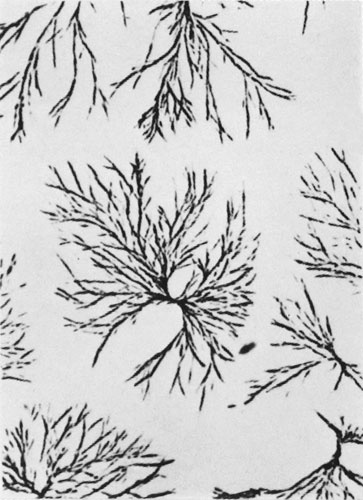 Иллюстрация к книге — Век криминалистики [i_064.jpg]