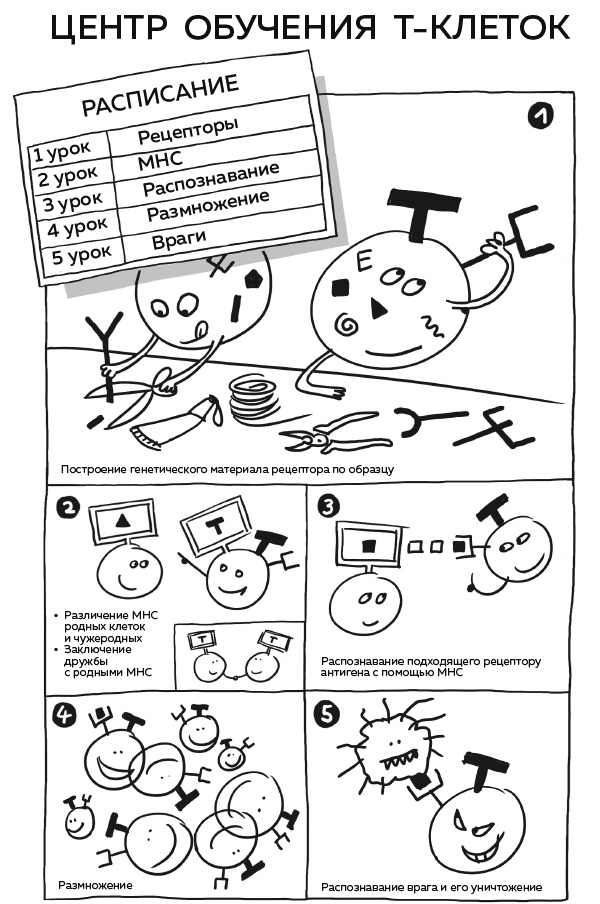 Иллюстрация к книге — Иммунитет. Как у тебя дела? [i_008.jpg]
