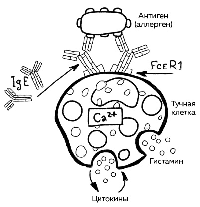 Иллюстрация к книге — Иммунитет. Как у тебя дела? [i_013.jpg]