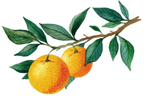 Иллюстрация к книге — Деревня Драконов [i_026.jpg]