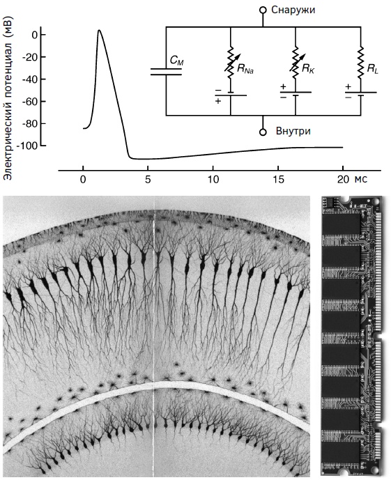 Иллюстрация к книге — Мозг: прошлое и будущее [i_002.jpg]