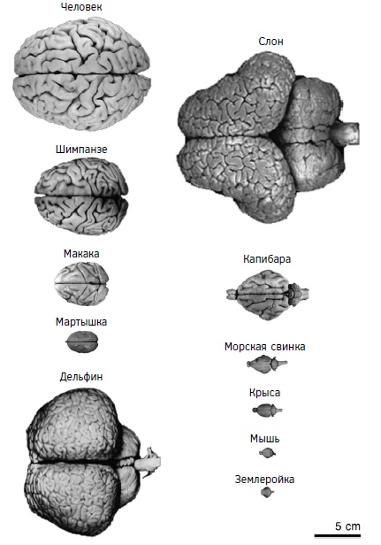 Иллюстрация к книге — Мозг: прошлое и будущее [i_005.jpg]