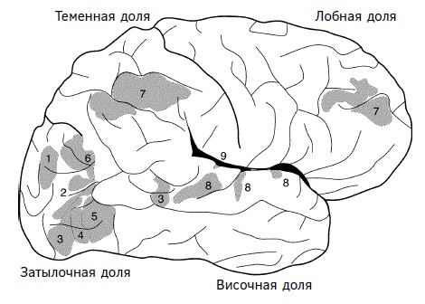 Иллюстрация к книге — Мозг: прошлое и будущее [i_007.jpg]