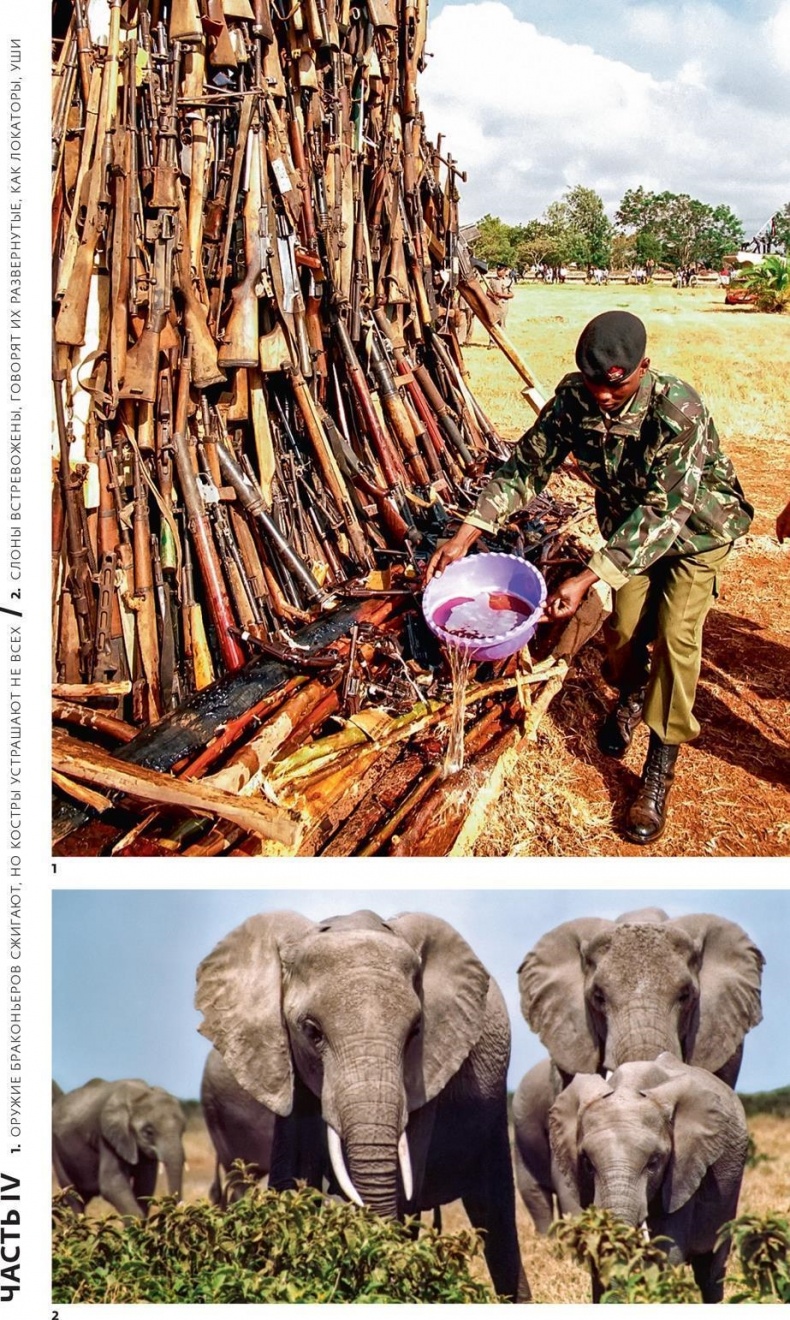 Иллюстрация к книге — Снег на экваторе [i_016.jpg]