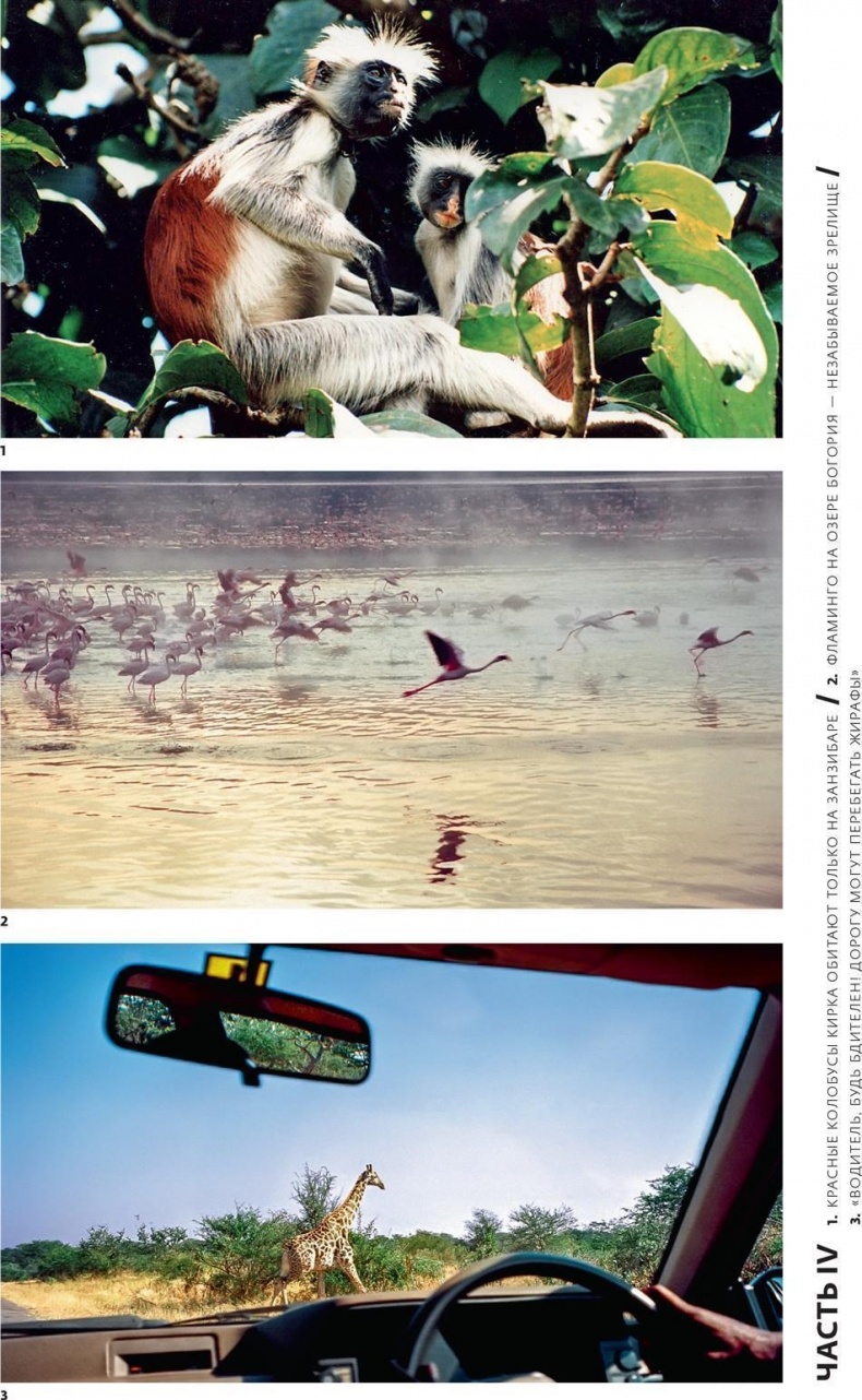 Иллюстрация к книге — Снег на экваторе [i_018.jpg]