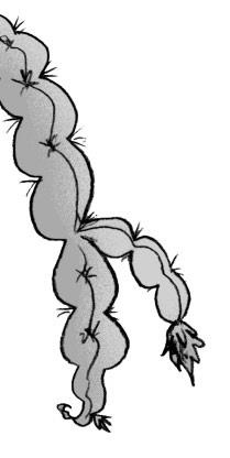 Иллюстрация к книге — Мальчик, который выращивал драконов [i_094.jpg]