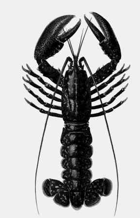 Иллюстрация к книге — Энциклопедия абсолютного и относительного знания [i_037.jpg]