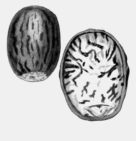 Иллюстрация к книге — Энциклопедия абсолютного и относительного знания [i_039.jpg]