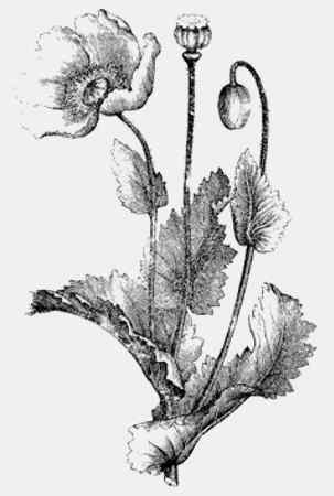 Иллюстрация к книге — Энциклопедия абсолютного и относительного знания [i_064.jpg]