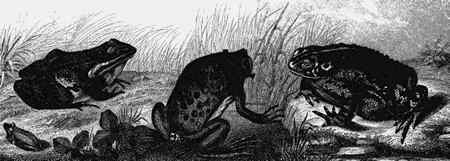 Иллюстрация к книге — Энциклопедия абсолютного и относительного знания [i_077.jpg]