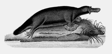 Иллюстрация к книге — Энциклопедия абсолютного и относительного знания [i_079.jpg]