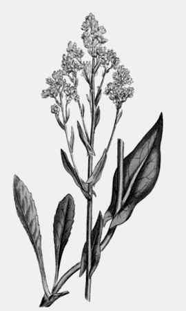 Иллюстрация к книге — Энциклопедия абсолютного и относительного знания [i_094.jpg]