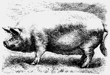 Иллюстрация к книге — Энциклопедия абсолютного и относительного знания [i_127.jpg]