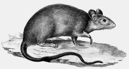 Иллюстрация к книге — Энциклопедия абсолютного и относительного знания [i_167.jpg]