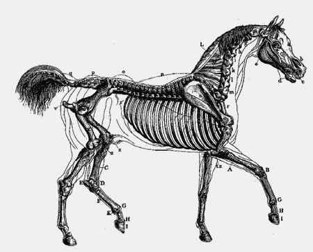 Иллюстрация к книге — Энциклопедия абсолютного и относительного знания [i_190.jpg]