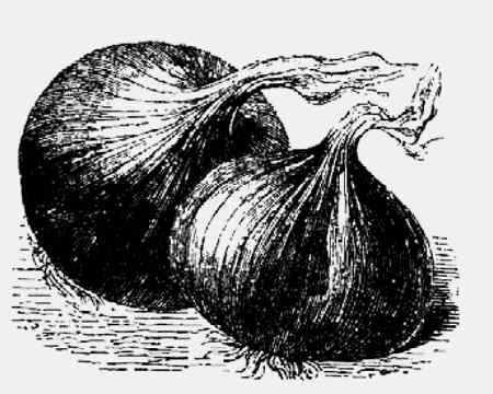 Иллюстрация к книге — Энциклопедия абсолютного и относительного знания [i_221.jpg]