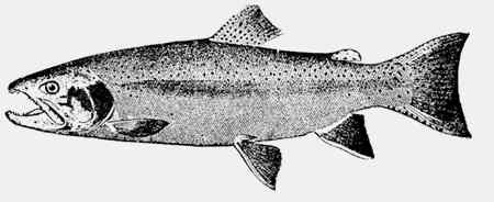 Иллюстрация к книге — Энциклопедия абсолютного и относительного знания [i_229.jpg]