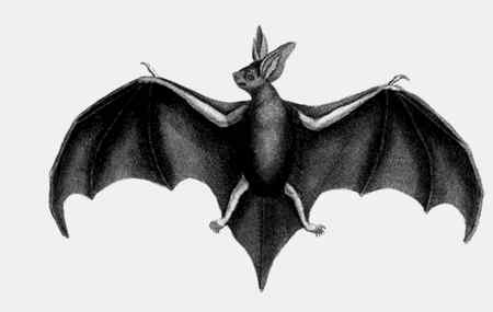 Иллюстрация к книге — Энциклопедия абсолютного и относительного знания [i_232.jpg]