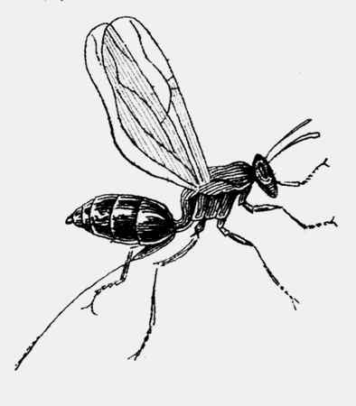 Иллюстрация к книге — Энциклопедия абсолютного и относительного знания [i_274.jpg]