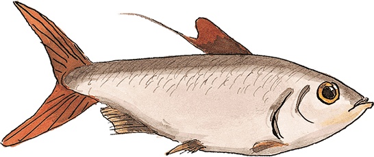 Иллюстрация к книге — Свинья для пиратов [i_004.jpg]