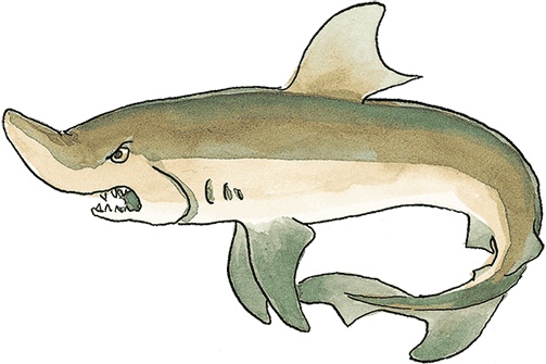 Иллюстрация к книге — Свинья для пиратов [i_010.jpg]