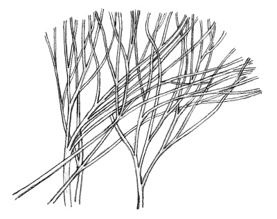 Иллюстрация к книге — Тайная жизнь домашних микробов: все о бактериях, грибках и вирусах [i_012.jpg]