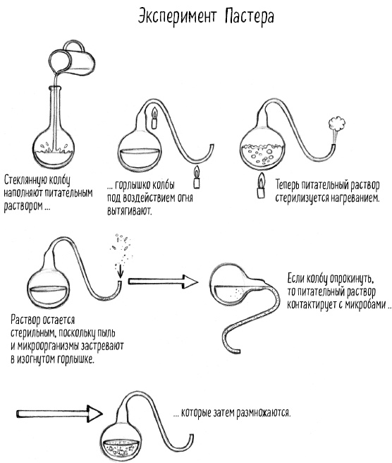 Иллюстрация к книге — Тайная жизнь домашних микробов: все о бактериях, грибках и вирусах [i_034.jpg]